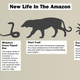 Graphic: New Life In The Amazon